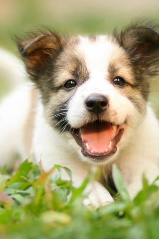 Fotografie originală